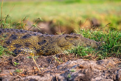 Nile crocodile (Crocodylus niloticus), Ihaha, Chobe National Park, Botswana