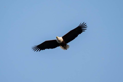 African fish eagle (Haliaeetus vocifer) in flight, Ihaha, Chobe National Park, Botswana