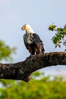 African fish eagle (Haliaeetus vocifer) on a branch, juvenile, Ihaha, Chobe National Park, Botswana