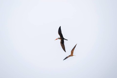 African Skimmer (Rynchops flavirostris), African Skimmer in flight, Ihaha, Chobe National Park,