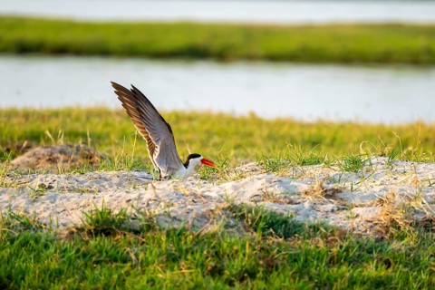 African Skimmer (Rynchops flavirostris), African Skimmer sitting on the bank, Ihaha, Chobe National