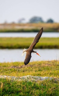 African Skimmer (Rynchops flavirostris), African Skimmer in flight, Ihaha, Chobe National Park,