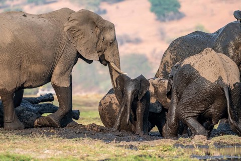 African elephant (Loxodonta africana) full of mud, herd with young animal, mud bath, Ihaha, Chobe