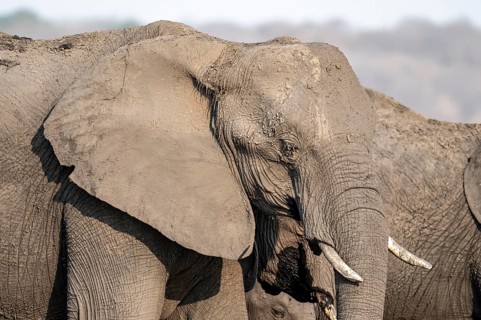 Animal portrait, African elephant (Loxodonta africana), Ihaha, Chobe National Park, Botswana,