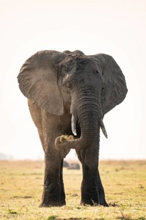 African elephant (Loxodonta africana) feeding on grass, Ihaha, Chobe National Park, Botswana