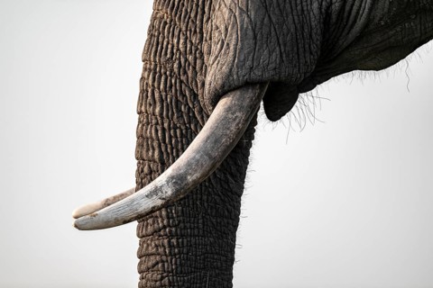 Detail, trunk and tusks, African elephant (Loxodonta africana), Ihaha, Chobe National Park,
