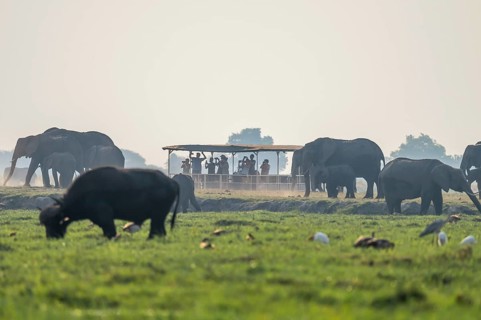 Tourist safari boat in Chobe River watching elephants, Chobe Waterfront, Ihaha, Chobe National Park