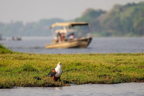 Tourist safari boat watching ospreys, Chobe River, Chobe Waterfront, Ihaha, Chobe National Park