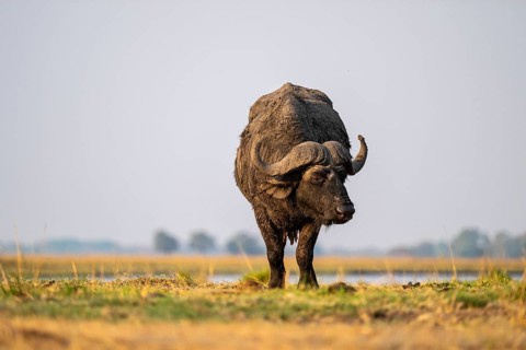 Single Cape buffalo (Syncerus caffer caffer) grazing, Ihaha, Chobe National Park, Botswana