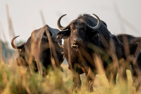 Cape buffalo (Syncerus caffer caffer) grazing, Ihaha, Chobe National Park, Botswana