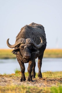 Cape buffalo (Syncerus caffer caffer) grazing, Ihaha, Chobe National Park, Botswana