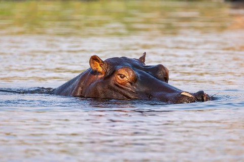 Hippopotamus (Hippopatamus amphibius) in the water, Chobe River, Ihaha, Chobe National Park,