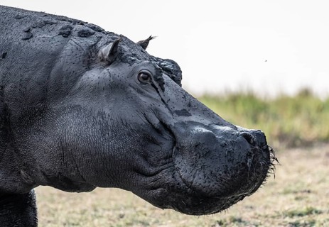 Animal portrait, hippopotamus (Hippopatamus amphibius), Chobe River, Ihaha, Chobe National Park,