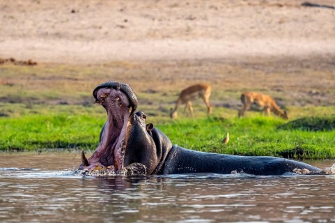 Hippopotamus (Hippopatamus amphibius) with open mouth, Chobe River, Ihaha, Chobe National Park,