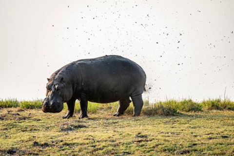 Funny, Hippopotamus (Hippopatamus amphibius) shits and splashes faeces in the air, Chobe River,