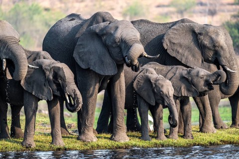 Herd of animals with young, African elephant (Loxodonta africana) drinking at the Chobe River,