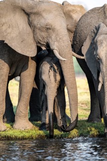 Herd of animals with young, African elephant (Loxodonta africana) drinking at the Chobe River,