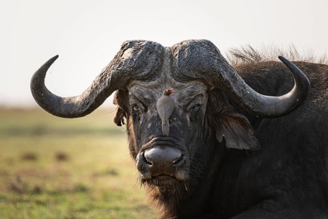 Epic animal portrait, Cape buffalo (Syncerus caffer caffer) with yellow-billed oxpecker (Buphagus