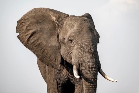 Detail, Animal portrait, African elephant (Loxodonta africana), Ihaha, Chobe National Park,