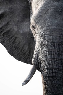 Detail, Animal portrait, African elephant (Loxodonta africana), Ihaha, Chobe National Park,