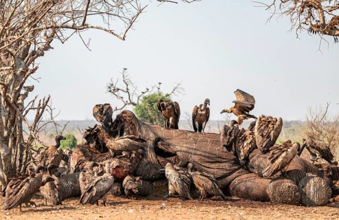 Many white-backed vultures (Gyps africanus), vultures feeding on the carcass of an elephant,