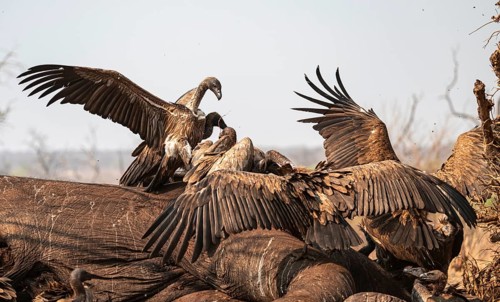 White-backed vultures (Gyps africanus) fighting over carrion, vultures feeding on the carcass of an