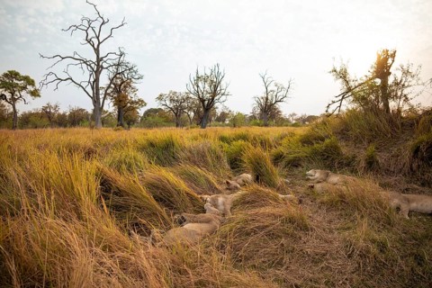 Lion pride (Panthera leo) lying in the grass, Xakanaxa, Moremi Game Reserve, Botswana