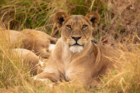 Lioness (Panthera leo) lying in the grass, Xakanaxa, Moremi Game Reserve, Botswana