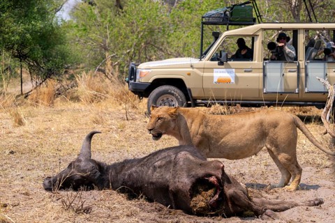 Safari car with tourists at a kill, lion (Panthera leo) eating buffalo Xakanaxa, Moremi Game