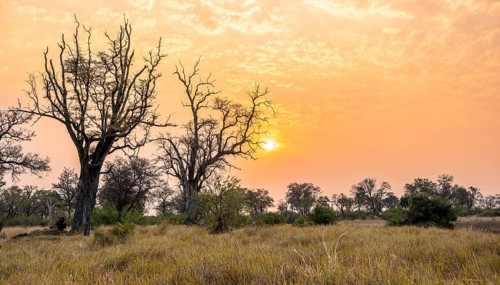 Savanna and swamp, landscape, Xakanaxa, Moremi Game Reserve, Botswana