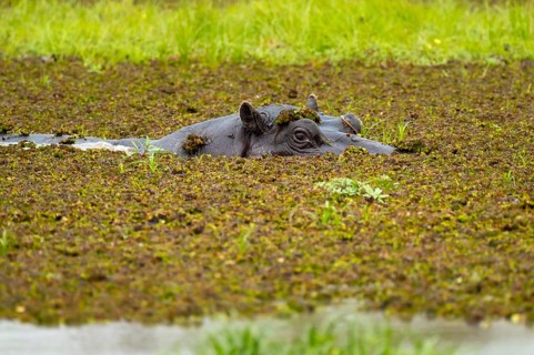 Hippopotamus (Hippopatamus amphibius) hiding in the swamp, Xakanaxa, Okavango Delta, Moremi Game