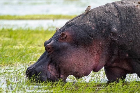 Greater hippopotamus (Hippopatamus amphibius), Xakanaxa, Okavango Delta, Moremi Game Reserve,
