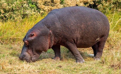 Hippopotamus (Hippopatamus amphibius) grazing, Xakanaxa, Okavango Delta, Moremi Game Reserve,