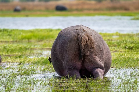 Funny, bum, bum of a hippopotamus (Hippopatamus amphibius), Xakanaxa, Okavango Delta, Moremi Game