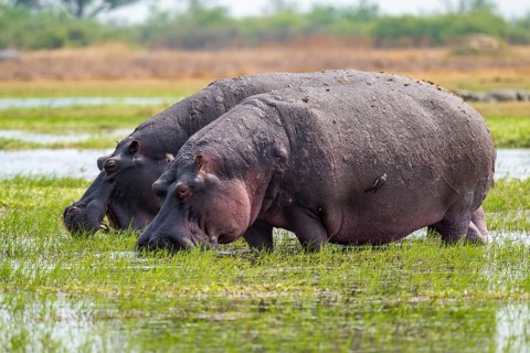 Two animals, Greater hippopotamus (Hippopatamus amphibius), Xakanaxa, Okavango Delta, Moremi Game