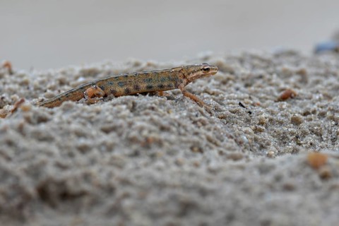 At dusk, the male pond newt (Lissotriton vulgaris) has left its daytime hiding place and goes