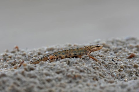 After the mating season, pond newts (Lissotriton vulgaris) leave the spawning waters and lead a