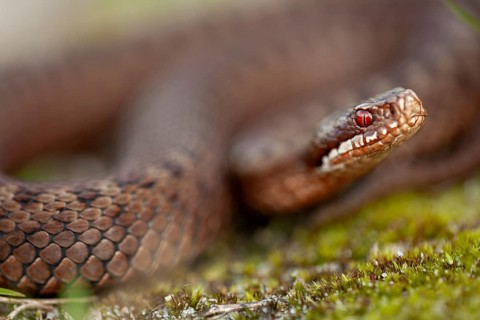 Adders (Vipera berus) feed on small mammals, small birds, amphibians and other reptiles, such as
