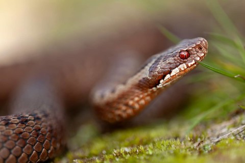 Adder (Vipera berus) Portrait of a copper-red morph, colour variant, Denmark