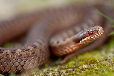 Adder (Vipera berus) in the dunes of the Danish North Sea coast, Denmark