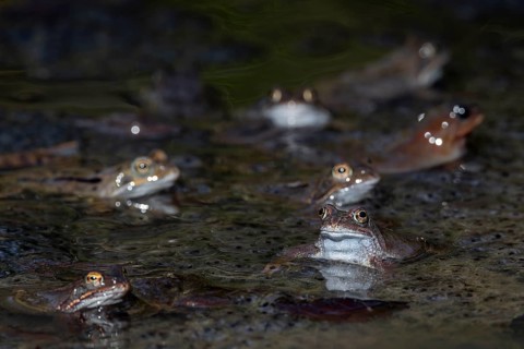 A small pond in the forest serves as a spawning ground for grass frogs (Rana temporaria), spawning