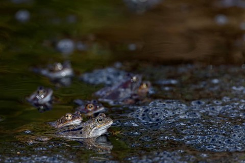 Grass frogs (Rana temporaria) between spawning clumps, spawning bales, spawning season, Denmark