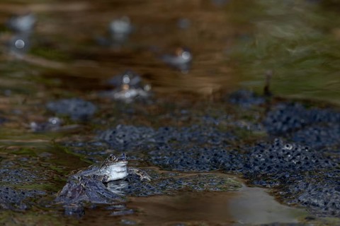 Grass frogs (Rana temporaria) during the spawning season in a small pond in the forest, spawning