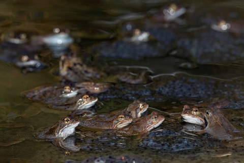 The eggs of the Common Frog (Rana temporaria) float in large spawning clumps just below the surface