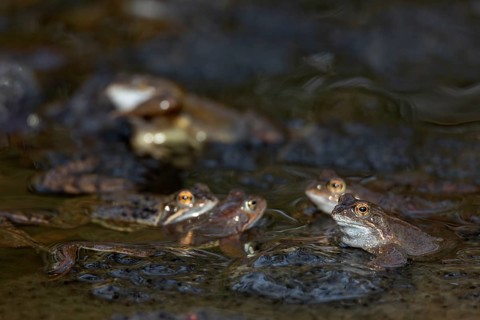 Grass frogs (Rana temporaria) congregate at the same spawning waters every spring, spawning clumps,