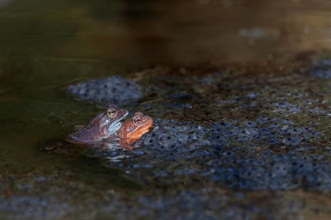 A pair of grass frogs (Rana temporaria) between spawning balls, spawning clumps, spawning season,