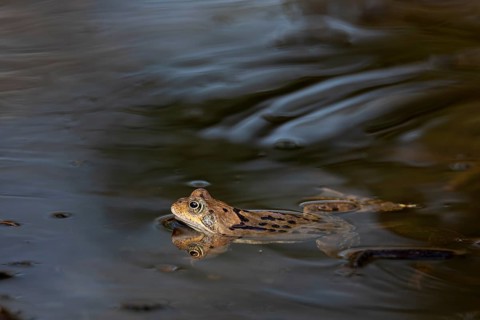 During the spawning season, the male grass frogs (Rana temporaria) do not have much time to pass on