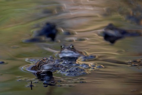 In a few days all the female grass frogs (Rana temporaria) will have spawned and left the pond,