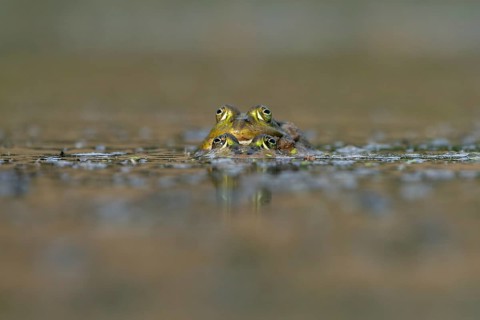Water frogs (Pelophylax cl. esculentus) during mating, spawning season, Germany