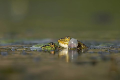 Even when mating and laying eggs, the male water frog (Pelophylax kl. esculentus) can't stop